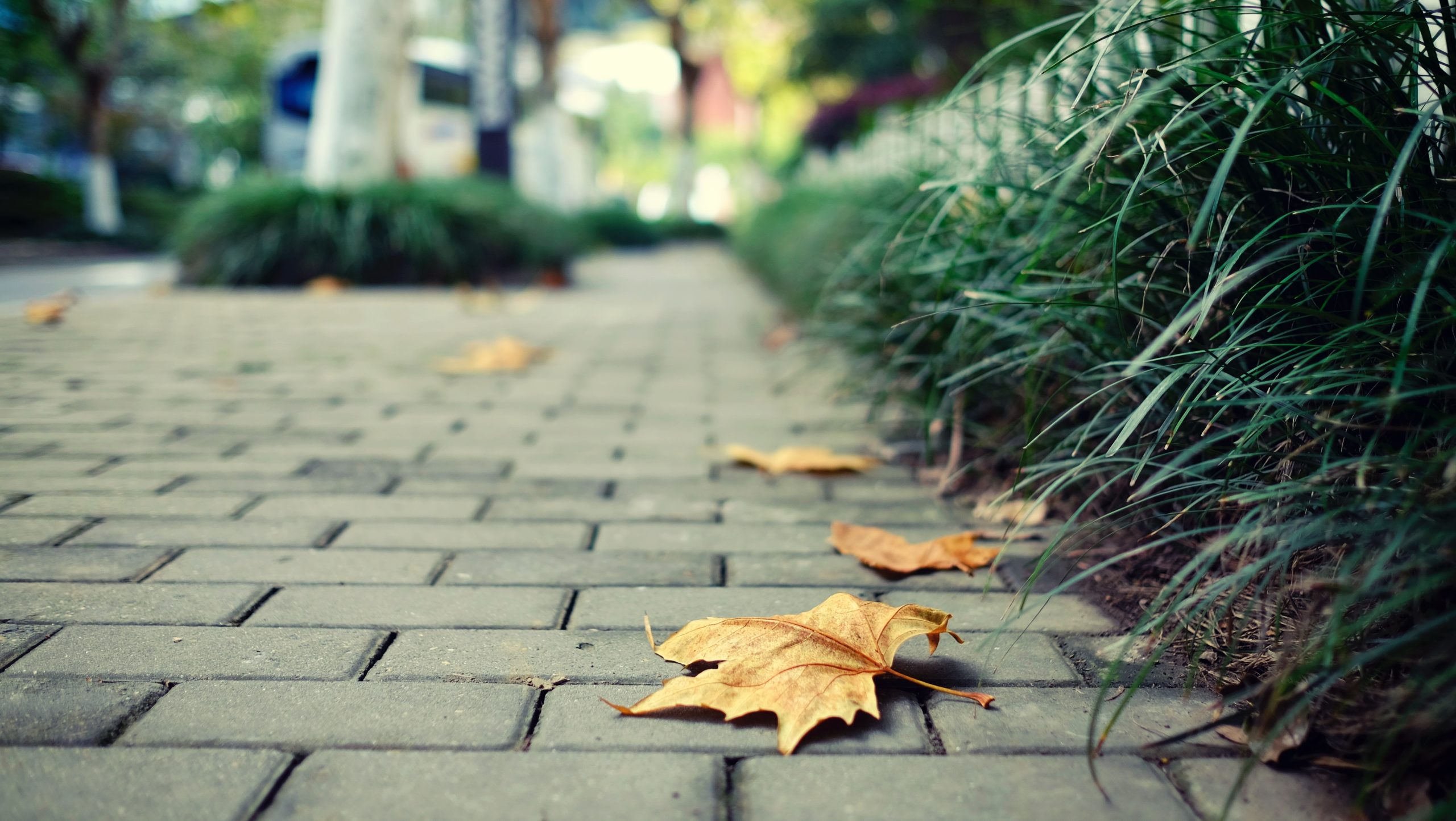 Улица лист. Листья на брусчатке. Листья на брусчатке Сток фото. Leaves on Street.